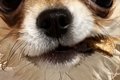 生後8ヶ月のチワワを…の画像