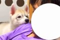 座椅子でウトウトし…の画像