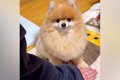 犬がはじめて『お手…の画像