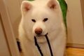 『ばあばにトマトを…の画像