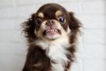 犬の『フードアグレ…の画像