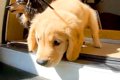 赤ちゃん犬の『初散…の画像