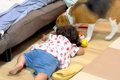 2歳の女の子が、犬に…の画像