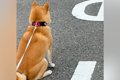 柴犬の散歩中に『別…の画像