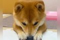 お散歩から帰った犬→…の画像