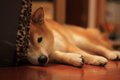 犬が『体調不良』の…の画像