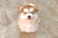 生後2ヵ月の大型犬の…の画像