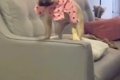 犬に服を着せている…の画像