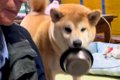『ご飯のおかわり』…の画像