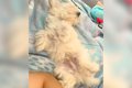 赤ちゃん犬の『寝相…の画像