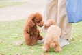 あなたの犬は大丈夫…の画像