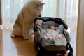 カートの赤ちゃんを…の画像