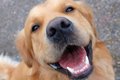 犬が『幸せ』かどう…の画像