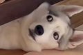 『大型の子犬』をお…の画像