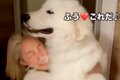 『1回だけ…お願い』…の画像