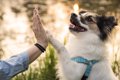 犬が『初めて会う人…の画像