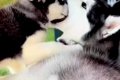 どうしても『お父さ…の画像