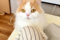 猫に『はやくきて!…の画像