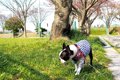 散歩中に犬が臭いを…の画像