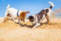 犬が飼い主にホリホ…の画像