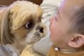 赤ちゃんが大号泣→犬…の画像