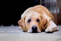 犬の『うつ病』初期…の画像