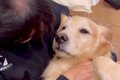 女の子が母犬といち…の画像