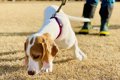 【危険行動】犬が『…の画像