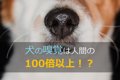 犬の嗅覚は人間の100…の画像