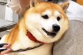 病院から必死に逃げ…の画像