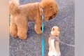 小型犬と仲良くなり…の画像