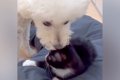 子猫にベッドを強奪…の画像