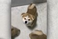 破壊力抜群！秋田犬…の画像