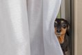 犬が『かくれんぼ』…の画像