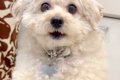 スマホで犬を撮影し…の画像