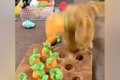 犬と『人参収穫ゲー…の画像