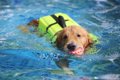 夏に注意！犬と水遊…の画像