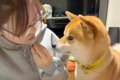 犬の前で『食べるフ…の画像