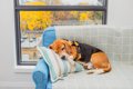 犬が秋に体調を崩し…の画像