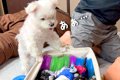 犬が『大切なおもち…の画像