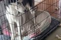 『泥棒が入ったかと…の画像