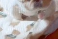 犬を『1日だけ実家に…の画像