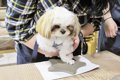 愛犬の足型を取るサ…の画像