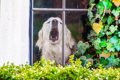 犬が窓越しに吠える…の画像