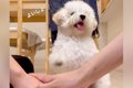 『犬の前で手を重ね…の画像