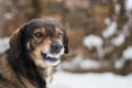 犬が飼い主に『やめ…の画像