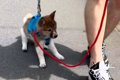 外を怖がり『まとも…の画像