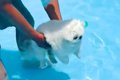 初めてプールで泳ぐ1…の画像
