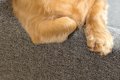 ふと『ソファでくつ…の画像