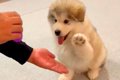 超大型犬の赤ちゃん…の画像